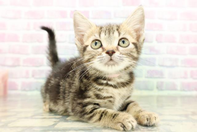 神奈川県のスコティッシュフォールド (Coo&RIKU相模原店/2026年2月10日生まれ/女の子/ブラウンタビー)の子猫の3枚目の画像