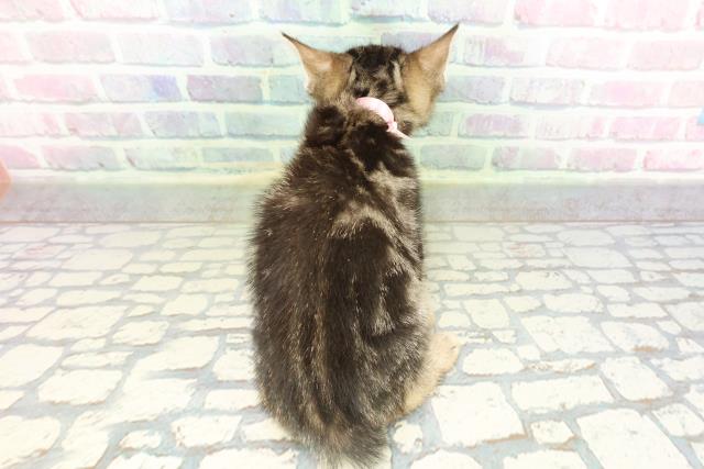 神奈川県のスコティッシュフォールド (Coo&RIKU相模原店/2026年2月10日生まれ/女の子/ブラウンタビー)の子猫の4枚目の画像