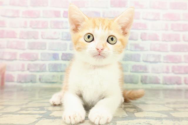 神奈川県のスコティッシュフォールド (Coo&RIKU横須賀店/2026年2月12日生まれ/女の子/レッドタビーホワイト)の子猫の1枚目の画像