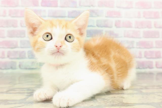 神奈川県のスコティッシュフォールド (Coo&RIKU横須賀店/2026年2月12日生まれ/女の子/レッドタビーホワイト)の子猫の2枚目の画像