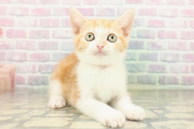 神奈川県のスコティッシュフォールド (Coo&RIKU横須賀店/2026年2月12日生まれ/女の子/レッドタビーホワイト)の子猫の3枚目の画像