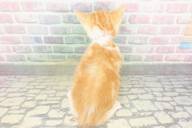 神奈川県のスコティッシュフォールド (Coo&RIKU横須賀店/2026年2月12日生まれ/女の子/レッドタビーホワイト)の子猫の4枚目の画像