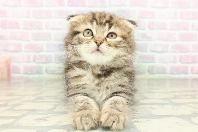 神奈川県のスコティッシュフォールド (Coo&RIKU平塚店/2026年2月12日生まれ/女の子/ブラウンパッチドタビー)の子猫の1枚目の画像