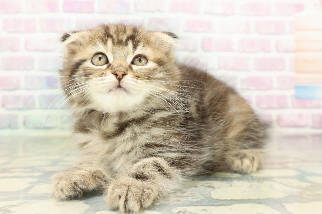 神奈川県のスコティッシュフォールド (Coo&RIKU平塚店/2026年2月12日生まれ/女の子/ブラウンパッチドタビー)の子猫の2枚目の画像