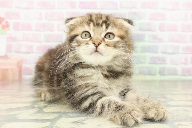 神奈川県のスコティッシュフォールド (Coo&RIKU平塚店/2026年2月12日生まれ/女の子/ブラウンパッチドタビー)の子猫の3枚目の画像