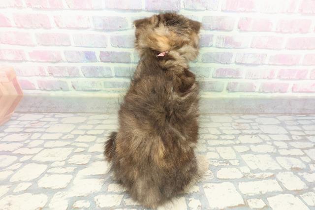 神奈川県のスコティッシュフォールド (Coo&RIKU平塚店/2026年2月12日生まれ/女の子/ブラウンパッチドタビー)の子猫の4枚目の画像