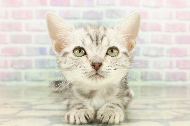 神奈川県のアメリカンショートヘアー (Coo&RIKU小田原店/2026年2月10日生まれ/女の子/シルバータビー)の子猫の1枚目の画像