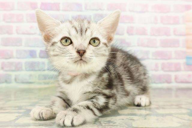 神奈川県のアメリカンショートヘアー (Coo&RIKU小田原店/2026年2月10日生まれ/女の子/シルバータビー)の子猫の2枚目の画像