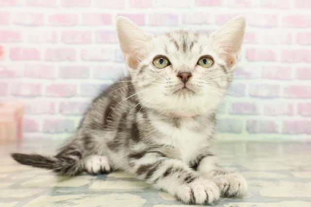 神奈川県のアメリカンショートヘアー (Coo&RIKU小田原店/2026年2月10日生まれ/女の子/シルバータビー)の子猫の3枚目の画像