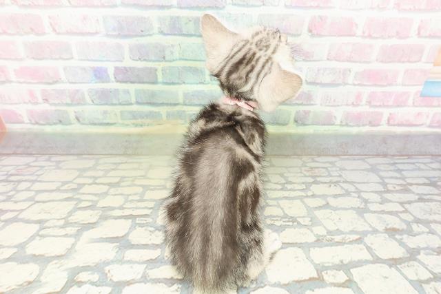 神奈川県のアメリカンショートヘアー (Coo&RIKU小田原店/2026年2月10日生まれ/女の子/シルバータビー)の子猫の4枚目の画像