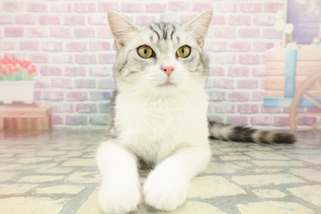 神奈川県のスコティッシュフォールド (Coo&RIKU江の島店/2025年9月28日生まれ/男の子/シルバータビーホワイト)の子猫の1枚目の画像