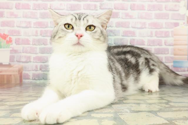 神奈川県のスコティッシュフォールド (Coo&RIKU江の島店/2025年9月28日生まれ/男の子/シルバータビーホワイト)の子猫の2枚目の画像