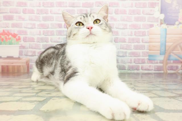 神奈川県のスコティッシュフォールド (Coo&RIKU江の島店/2025年9月28日生まれ/男の子/シルバータビーホワイト)の子猫の3枚目の画像