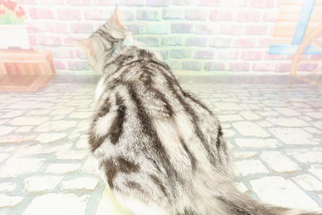 神奈川県のスコティッシュフォールド (Coo&RIKU江の島店/2025年9月28日生まれ/男の子/シルバータビーホワイト)の子猫の4枚目の画像