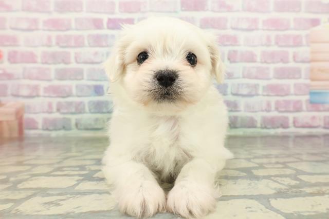 栃木県のハーフ犬・ミックス犬 (Coo&RIKUFKDインターパーク店/2026年2月17日生まれ/男の子/ホワイト)の子犬の1枚目の画像