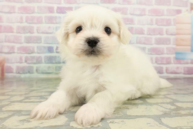 栃木県のハーフ犬・ミックス犬 (Coo&RIKUFKDインターパーク店/2026年2月17日生まれ/男の子/ホワイト)の子犬の2枚目の画像