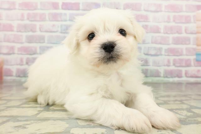 栃木県のハーフ犬・ミックス犬 (Coo&RIKUFKDインターパーク店/2026年2月17日生まれ/男の子/ホワイト)の子犬の3枚目の画像