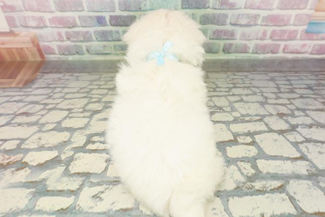 栃木県のハーフ犬・ミックス犬 (Coo&RIKUFKDインターパーク店/2026年2月17日生まれ/男の子/ホワイト)の子犬の4枚目の画像