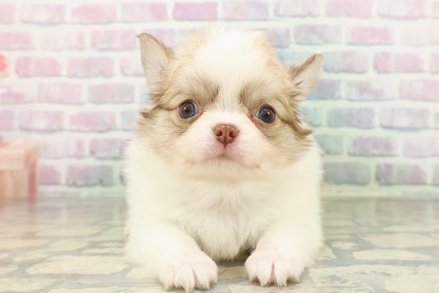 神奈川県のチワワ(ロング) (Coo&RIKU相模原店/2026年2月19日生まれ/男の子/レッドホワイト)の子犬