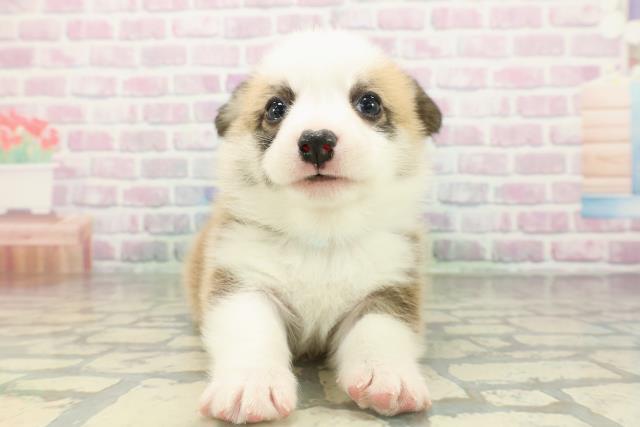 神奈川県のウェルシュコーギーペンブローク (Coo&RIKU相模原店/2026年2月19日生まれ/男の子/レッドホワイト)の子犬