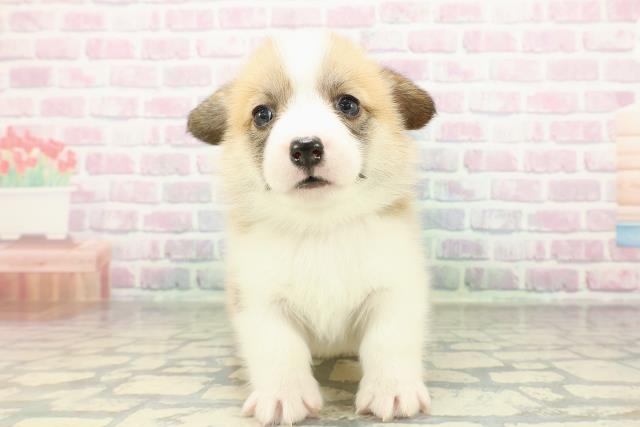 東京都のウェルシュコーギーペンブローク (Coo&RIKU足立本店/2026年2月19日生まれ/女の子/レッドホワイト)の子犬の1枚目の画像