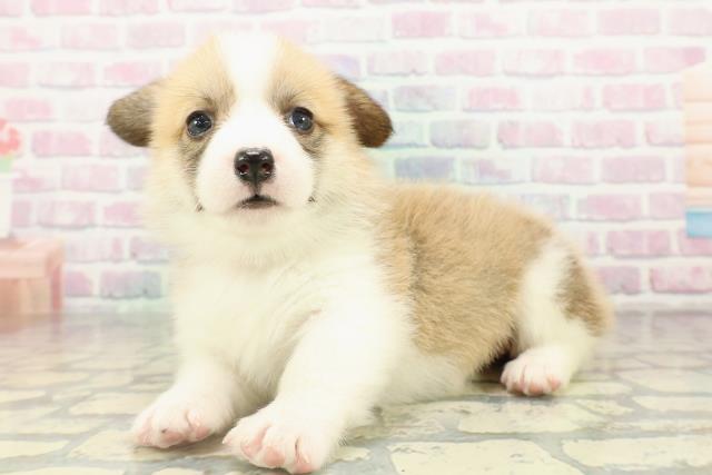 東京都のウェルシュコーギーペンブローク (Coo&RIKU足立本店/2026年2月19日生まれ/女の子/レッドホワイト)の子犬の2枚目の画像