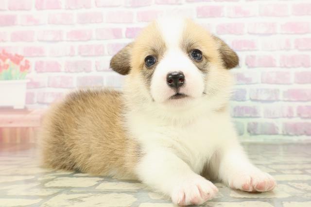 東京都のウェルシュコーギーペンブローク (Coo&RIKU足立本店/2026年2月19日生まれ/女の子/レッドホワイト)の子犬の3枚目の画像