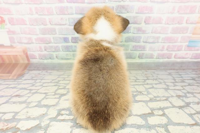 東京都のウェルシュコーギーペンブローク (Coo&RIKU足立本店/2026年2月19日生まれ/女の子/レッドホワイト)の子犬の4枚目の画像