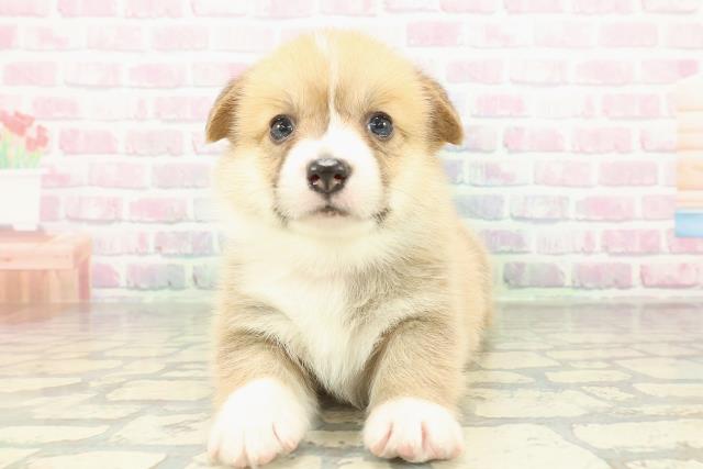 ウェルシュ・コーギー・ペンブローク