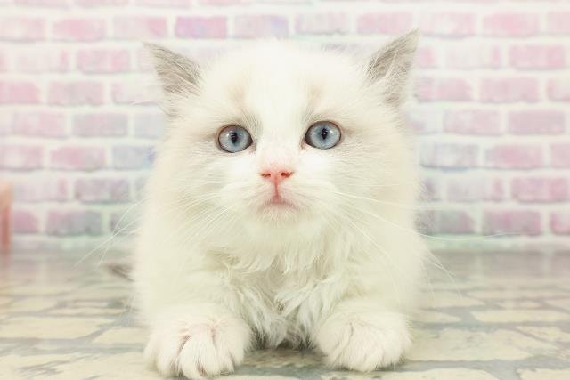 東京都のラグドール (Coo&RIKU大久保店/2026年2月16日生まれ/女の子/ブルーポイントバイカラー)の子猫の1枚目の画像