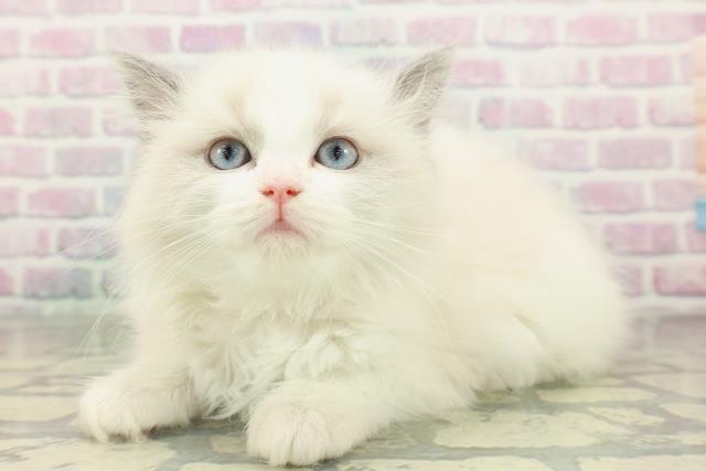 東京都のラグドール (Coo&RIKU大久保店/2026年2月16日生まれ/女の子/ブルーポイントバイカラー)の子猫の2枚目の画像
