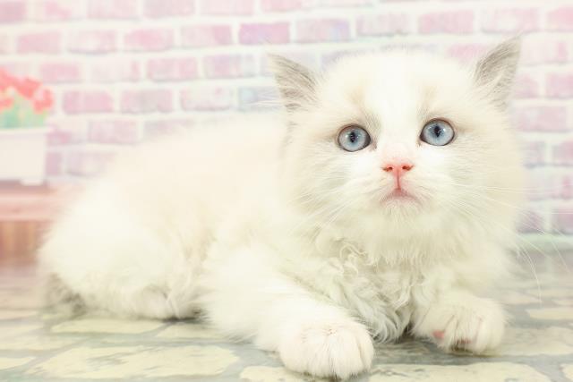 東京都のラグドール (Coo&RIKU大久保店/2026年2月16日生まれ/女の子/ブルーポイントバイカラー)の子猫の3枚目の画像