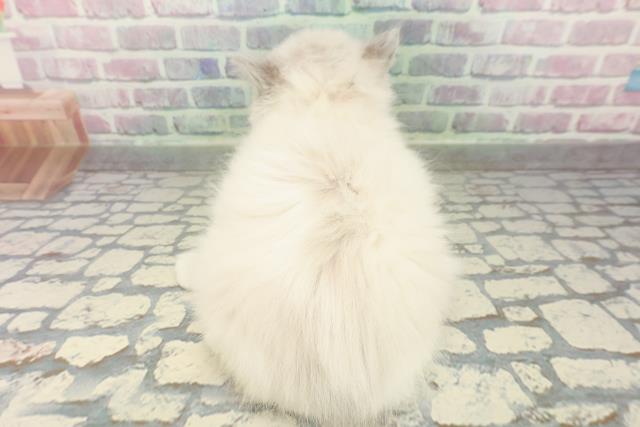 東京都のラグドール (Coo&RIKU大久保店/2026年2月16日生まれ/女の子/ブルーポイントバイカラー)の子猫の4枚目の画像