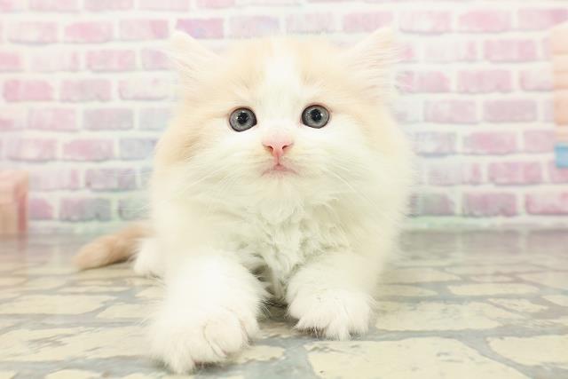 東京都のノルウェージャンフォレストキャット (Coo&RIKU大久保店/2026年2月19日生まれ/男の子/クリームタビーホワイト)の子猫の1枚目の画像