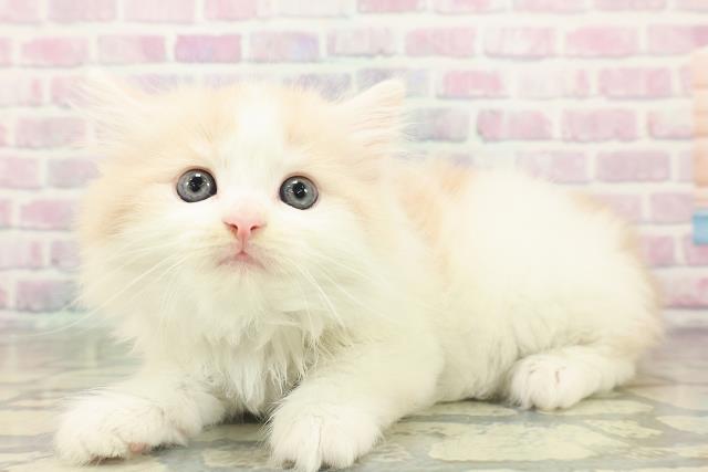 東京都のノルウェージャンフォレストキャット (Coo&RIKU大久保店/2026年2月19日生まれ/男の子/クリームタビーホワイト)の子猫の2枚目の画像