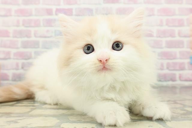 東京都のノルウェージャンフォレストキャット (Coo&RIKU大久保店/2026年2月19日生まれ/男の子/クリームタビーホワイト)の子猫の3枚目の画像