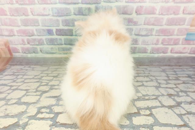 東京都のノルウェージャンフォレストキャット (Coo&RIKU大久保店/2026年2月19日生まれ/男の子/クリームタビーホワイト)の子猫の4枚目の画像