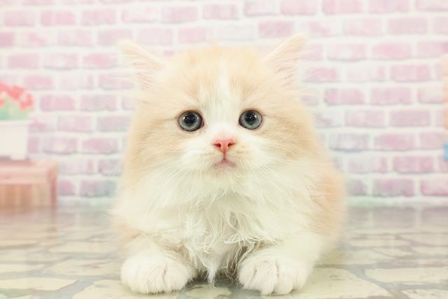 東京都のノルウェージャンフォレストキャット (Coo&RIKU武蔵小山店/2026年2月19日生まれ/男の子/クリームタビーホワイト)の子猫の1枚目の画像