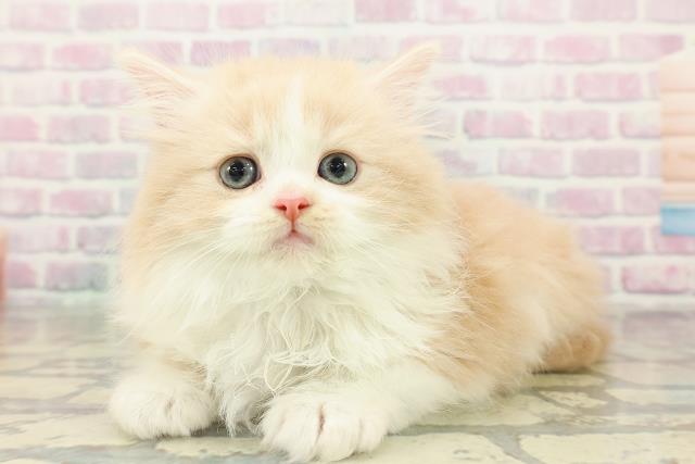 東京都のノルウェージャンフォレストキャット (Coo&RIKU武蔵小山店/2026年2月19日生まれ/男の子/クリームタビーホワイト)の子猫の2枚目の画像