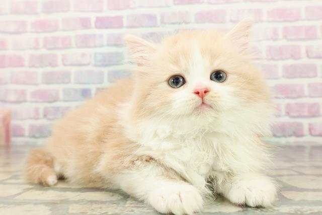 東京都のノルウェージャンフォレストキャット (Coo&RIKU武蔵小山店/2026年2月19日生まれ/男の子/クリームタビーホワイト)の子猫の3枚目の画像