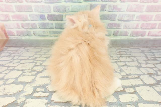 東京都のノルウェージャンフォレストキャット (Coo&RIKU武蔵小山店/2026年2月19日生まれ/男の子/クリームタビーホワイト)の子猫の4枚目の画像