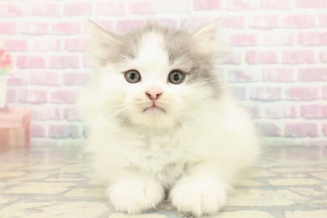 神奈川県のノルウェージャンフォレストキャット (Coo&RIKU小田原店/2026年2月19日生まれ/男の子/ブルータビーホワイト)の子猫の1枚目の画像