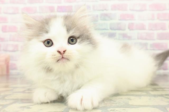 神奈川県のノルウェージャンフォレストキャット (Coo&RIKU小田原店/2026年2月19日生まれ/男の子/ブルータビーホワイト)の子猫の2枚目の画像