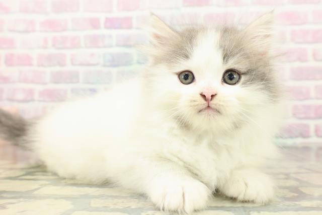 神奈川県のノルウェージャンフォレストキャット (Coo&RIKU小田原店/2026年2月19日生まれ/男の子/ブルータビーホワイト)の子猫の3枚目の画像