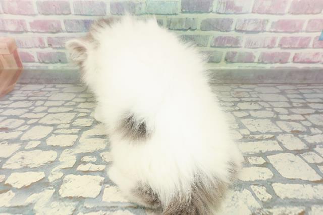 神奈川県のノルウェージャンフォレストキャット (Coo&RIKU小田原店/2026年2月19日生まれ/男の子/ブルータビーホワイト)の子猫の4枚目の画像