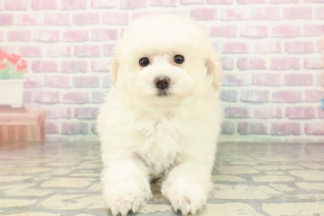 トイ・プードル