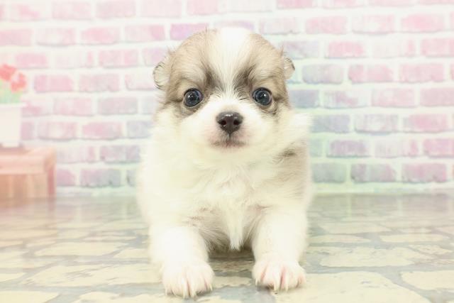 神奈川県のポメチワ/チワポメ/ポメチー(ポメラニアン×チワワ) (Coo&RIKU平塚店/2026年2月19日生まれ/男の子/ブルーフォーンホワイト)の子犬の1枚目の画像