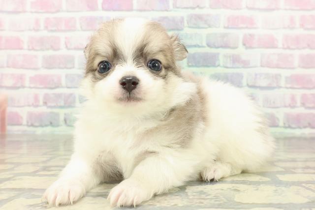 神奈川県のポメチワ/チワポメ/ポメチー(ポメラニアン×チワワ) (Coo&RIKU平塚店/2026年2月19日生まれ/男の子/ブルーフォーンホワイト)の子犬の2枚目の画像