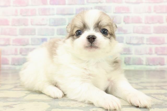 神奈川県のポメチワ/チワポメ/ポメチー(ポメラニアン×チワワ) (Coo&RIKU平塚店/2026年2月19日生まれ/男の子/ブルーフォーンホワイト)の子犬の3枚目の画像