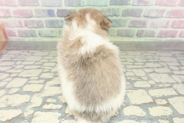 神奈川県のポメチワ/チワポメ/ポメチー(ポメラニアン×チワワ) (Coo&RIKU平塚店/2026年2月19日生まれ/男の子/ブルーフォーンホワイト)の子犬の4枚目の画像